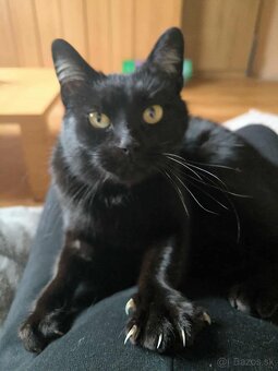 Darujeme krasnu mačičku - 2