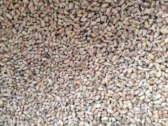 Pšenica - krmná - 2