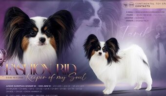 Papillon s rodokmeňom FCI - 2