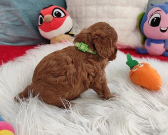 Cavapoo - 2
