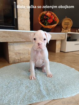 Nemecký boxer s PP - 2