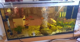Akvarium aj s rybkami - 2
