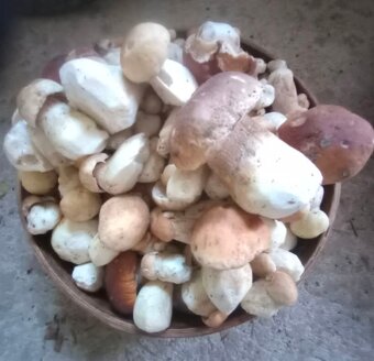 Sušené hríby dubaky - 2