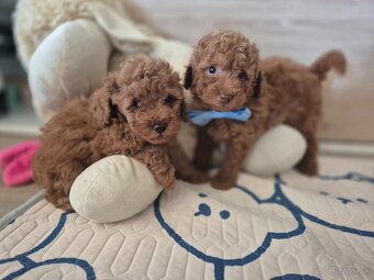 Pudel trpaslici/toy - 2