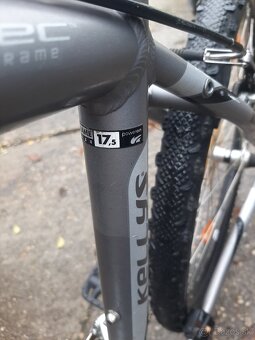 Kellys salamander - 2