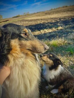 dlhosrstá kólia - 2