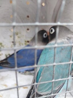 Ptedam agapornis - 2