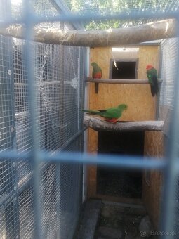 Predám Alexander Čínsky - 2