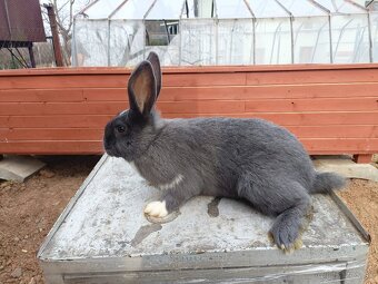 Predám králiky - 2