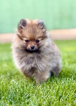 Pomeranian trpazličí špic - 2