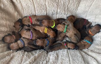 Rhodesian Ridgeback - 2