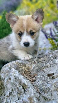 Welsh Corgi Pembroke - 2