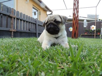 MOPS s PP.FCI - 2
