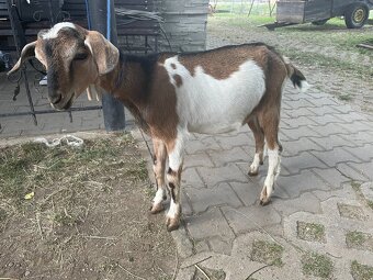 Anglonubijskí capkovia - 2