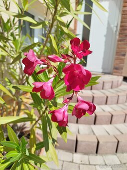 Predám oleander - 2