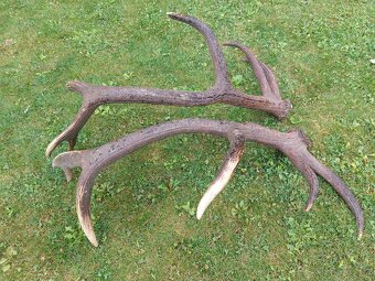 Trofej trofeje paroh parohy parozie zhody - 2