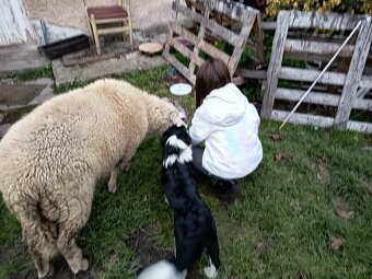 Darujem fenku mix borderkolie - 2