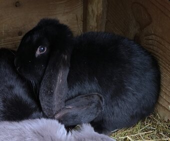 Francúzsky baran - 2