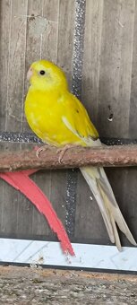 papagáj spevavý - 2