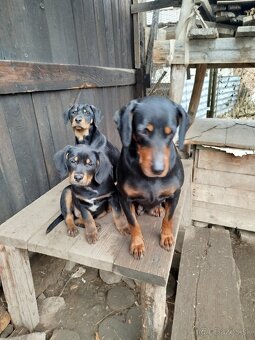 Darujem Šteniatká - 2