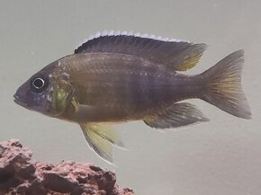 Aulonocara stuartgranti (Chilumba) - Tlamovec Stuartov - 2