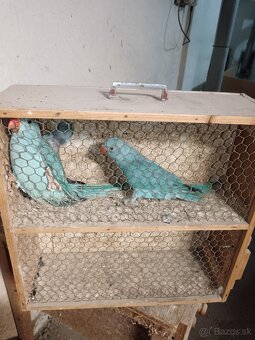 Alexander malý modrý - 2