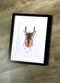 Kresba chrobáka Roháča - 2