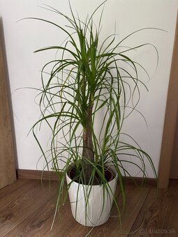 Slonia noha - 2