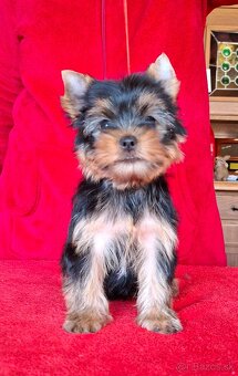 Yorkshire terrier s PP - psík - 2