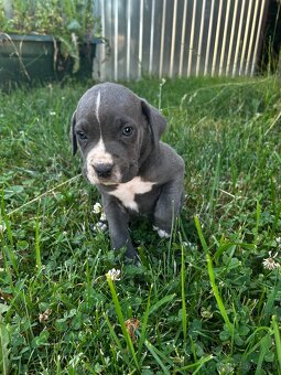 Cane Corso - 2