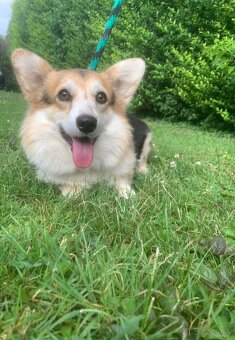 Welsh corgi pembroke - 2