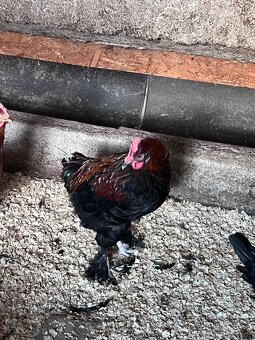 Marans - 2