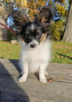 papillon s PP - 2