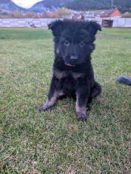 Šteniatko nemeckého ovčiaka s pp - 2