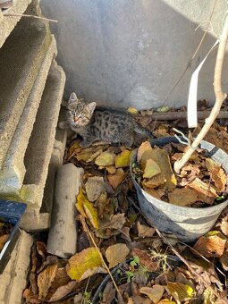 Darujem mačiatko - 2