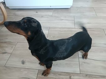 Jazvečík kratkosrstý merle ( psík) - 2