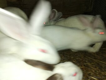 Predám králiky hyla - 2