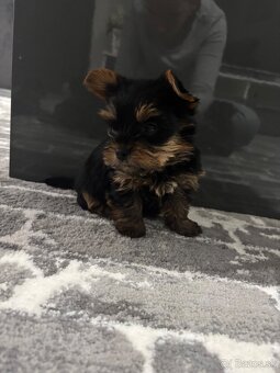 Yorkshirsky terier mini - 2