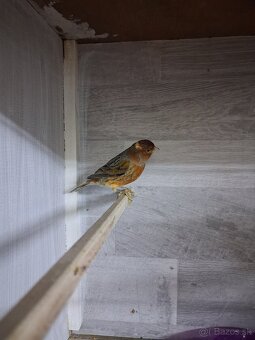 Kanáriky samcovia - 2