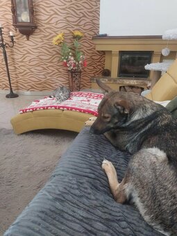 Darujem križenca - 2