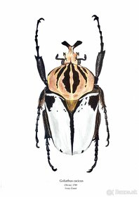 Kresba chrobáka Goliathus cacicus - 2