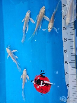 Koi kapor - 2