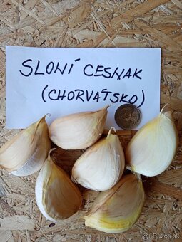 Sloni cesnak - 2