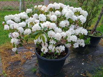Rhododendron - 2