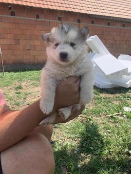Steniatka Malamuta - 2