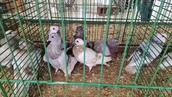 Predám holuby rôzne - 2