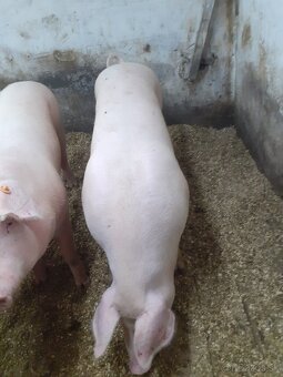 Predám prasatá - 2