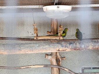 Papagáj horský - 2