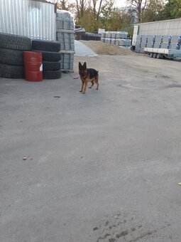 Nemecký ovčiak - 2