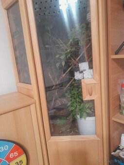 Terarium pre chameleona - 2
